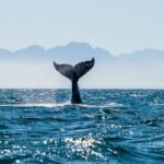 Seascape,With,Whale,Tail.,The,Humpback,Whale,(megaptera,Novaeangliae),Tail