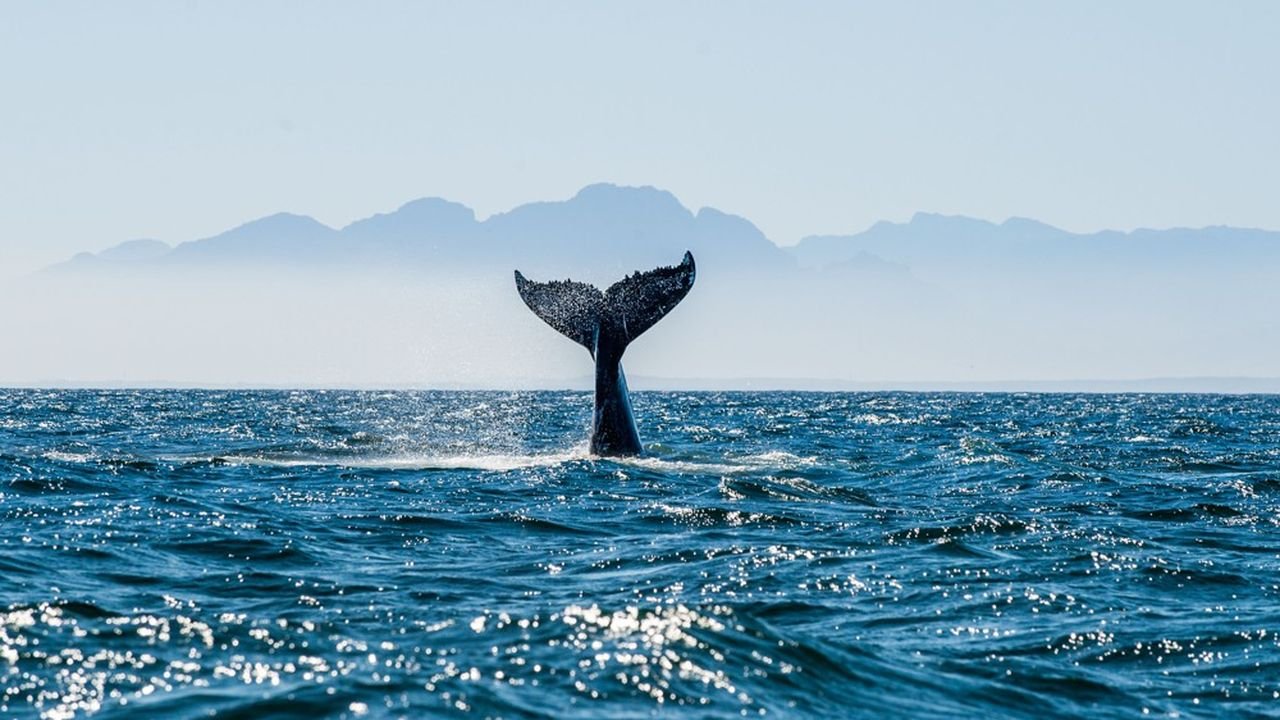 Seascape,With,Whale,Tail.,The,Humpback,Whale,(megaptera,Novaeangliae),Tail